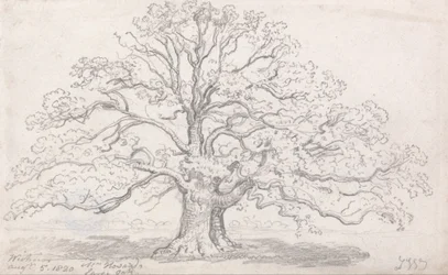El gran roble del Sr. Howard, 5 de agosto de 1820